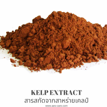 Kelp Extract (สารสกัดจากสาหร่ายเคลป์) 0