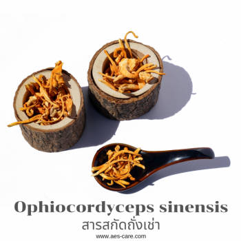 สารสกัดถั่งเช่า (Cordyceps sinensis) 0