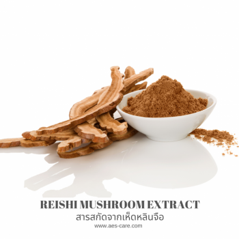 สารสกัดจากเห็ดหลินจือ (Reishi Mushroom Extract)