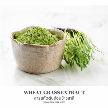 ต้นอ่อนข้าวสาลี (Wheat Grass)