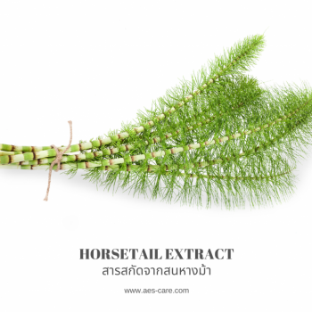 สารสกัดจากสนหางม้า (Horsetail Extract) 0