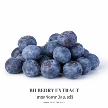 สารสกัดจากบิลเบอร์รี่ (Bilberry Extract)