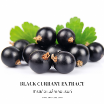 สารสกัดแบล็คเคอแรนท์ (Black Currant Extract) 0